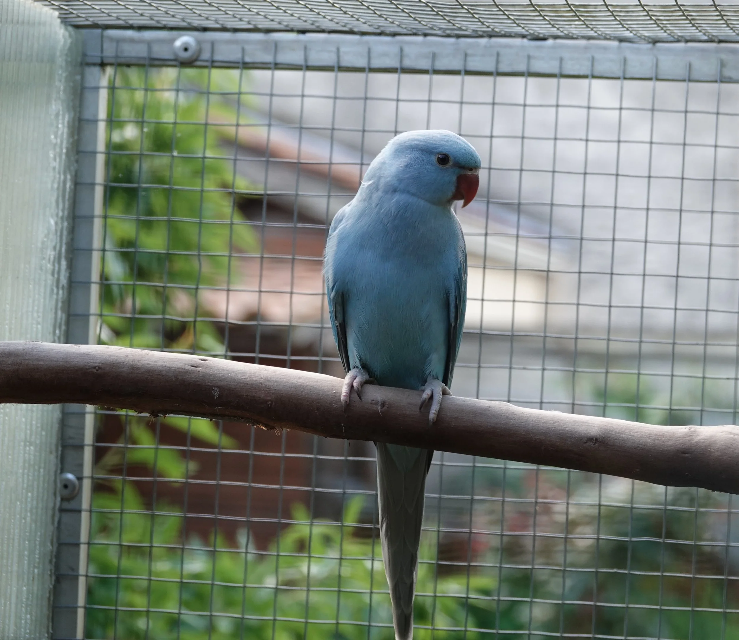 mai 2026: femelle bleue / CT