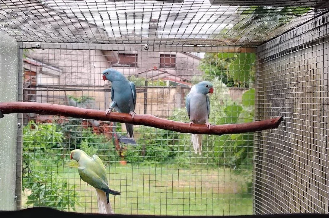 5 mai: femelle bleue / CT et femelle opaline bleue turquoise/CT sont sorties du nid.