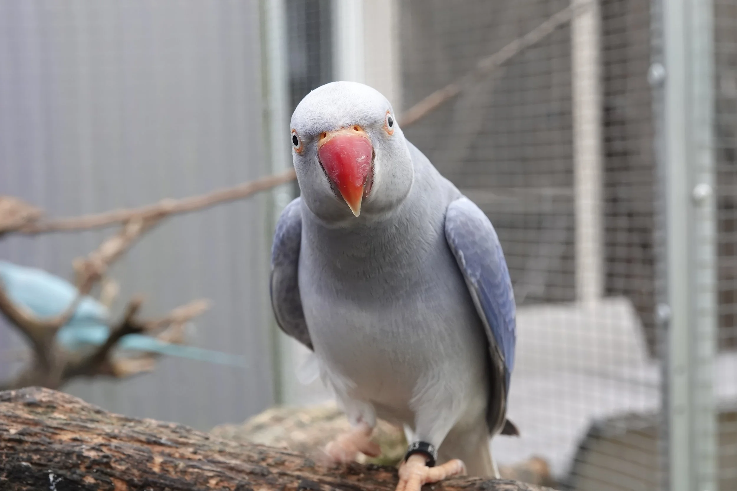 Toujours très curieux!! janvier 2026
