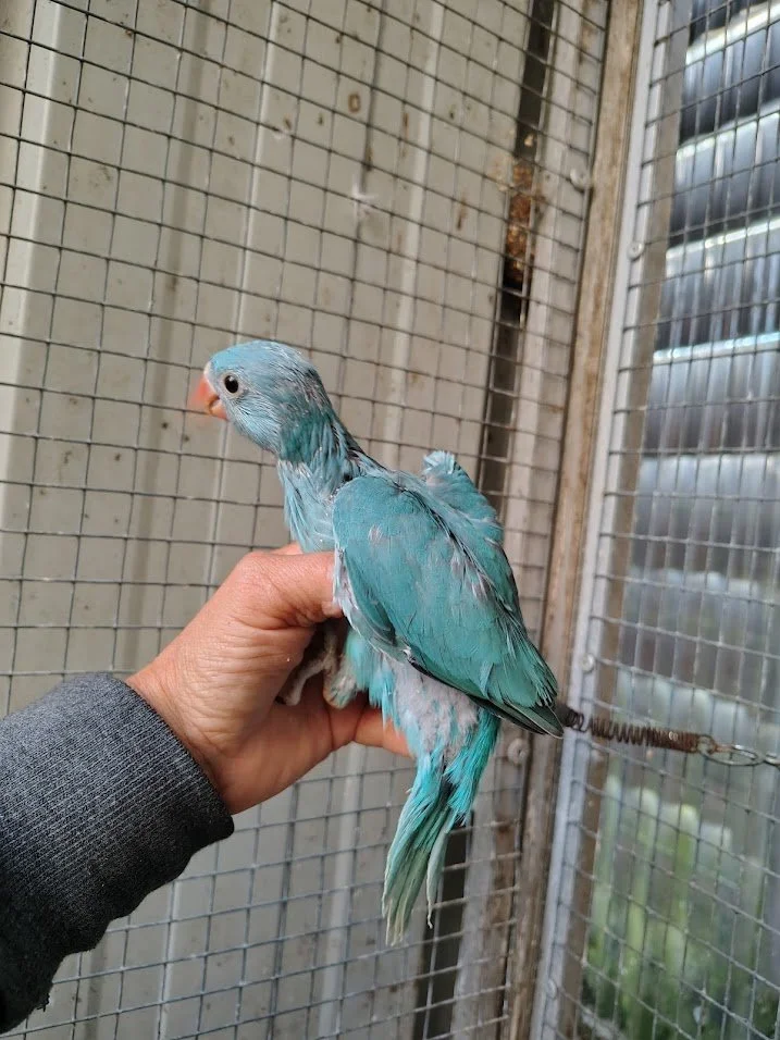6 mai: bleu