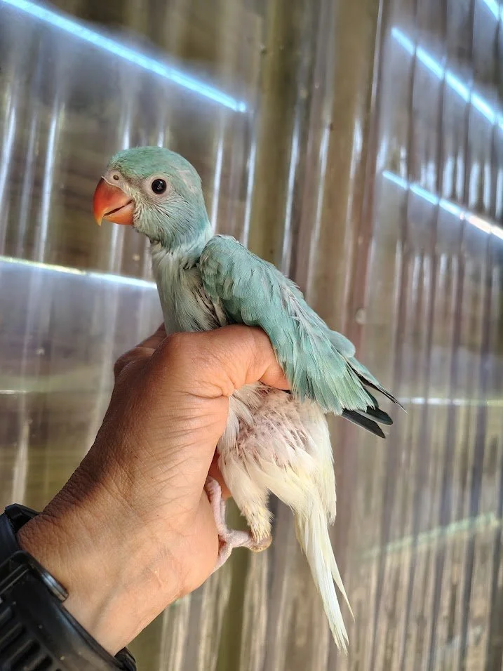 19 avril: opaline cleartail bleu turquoise