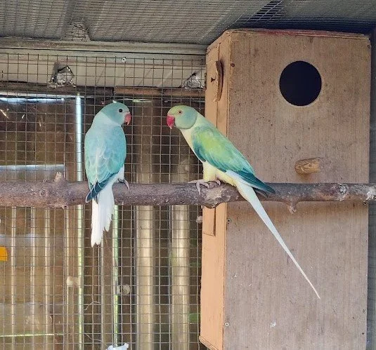 7 mai: mère et fille, opaline cleartail bleu turquoise, pour toutes les deux !