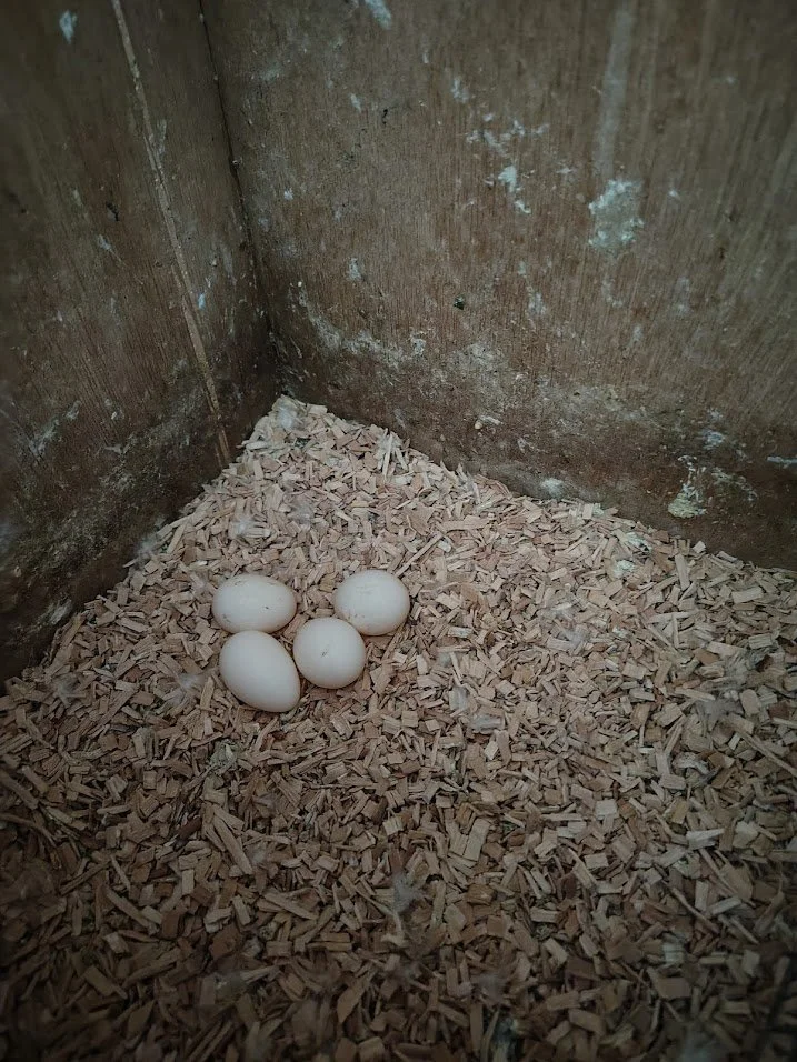 12 février: 4 œufs