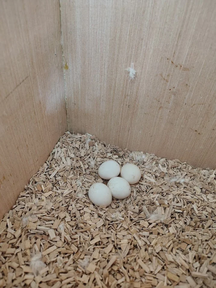 21 février: 4éme œuf