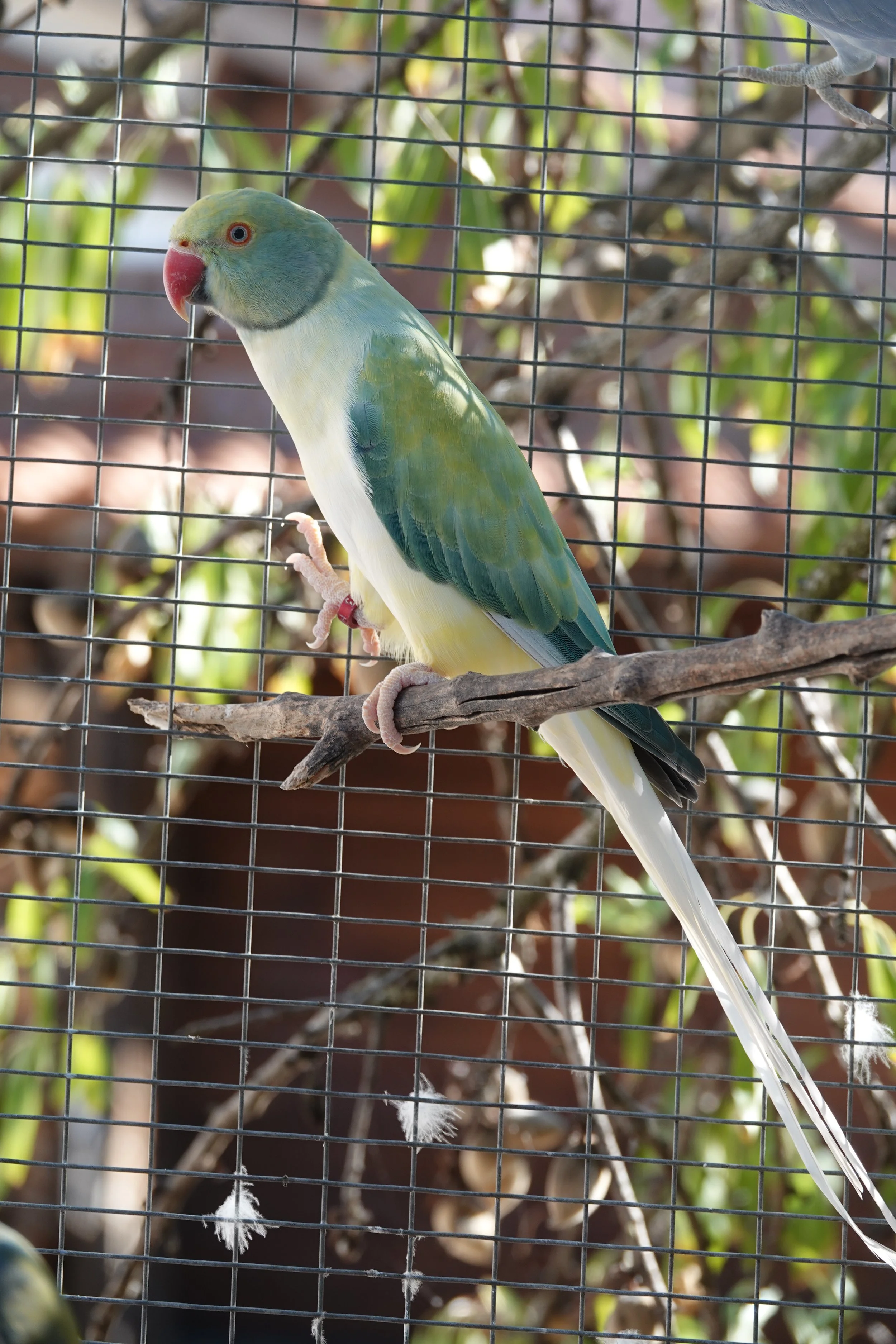 Phébé