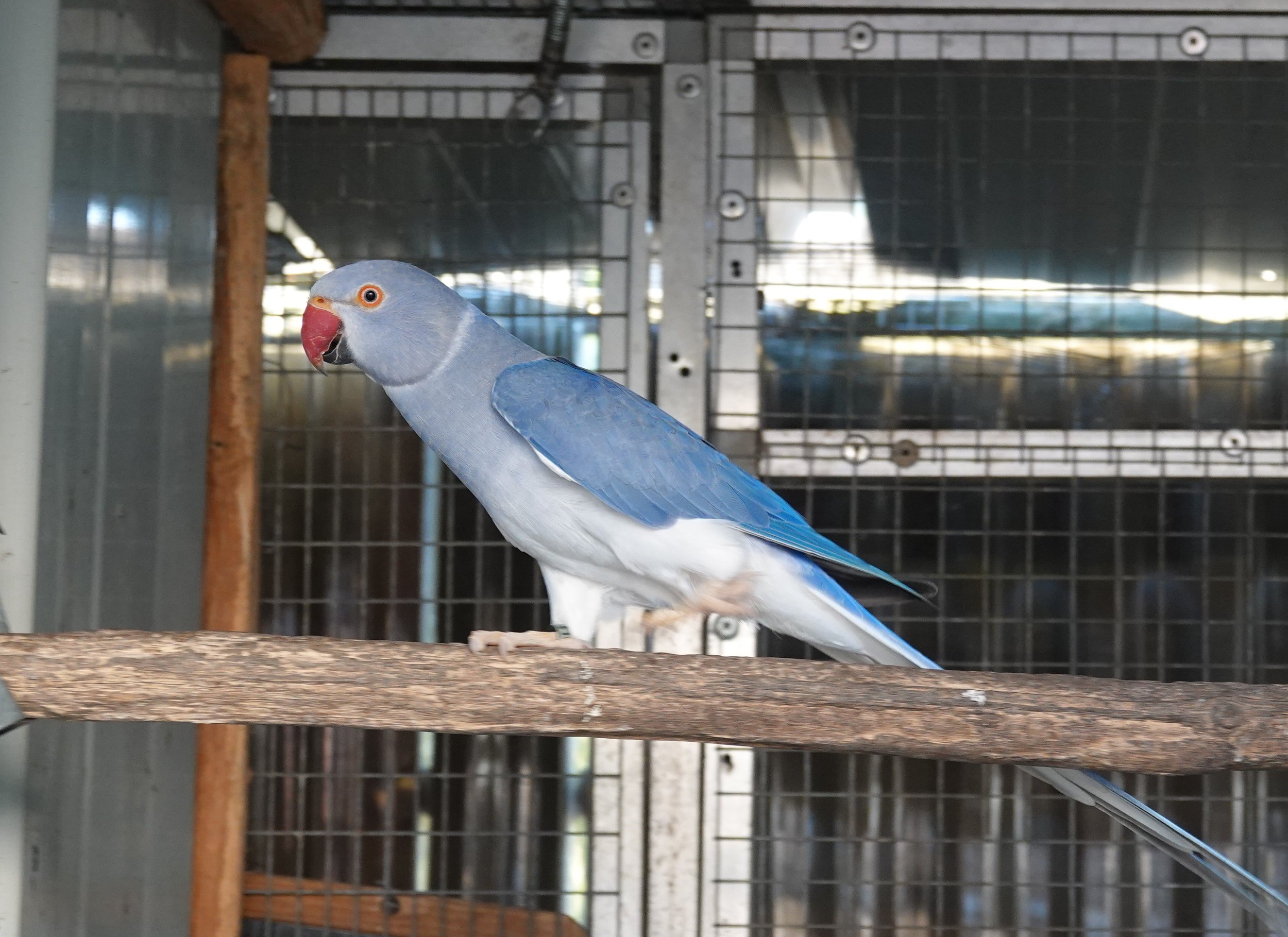 perruche à collier bleu perché dans une cage avec un arrière-plan grille métallique.