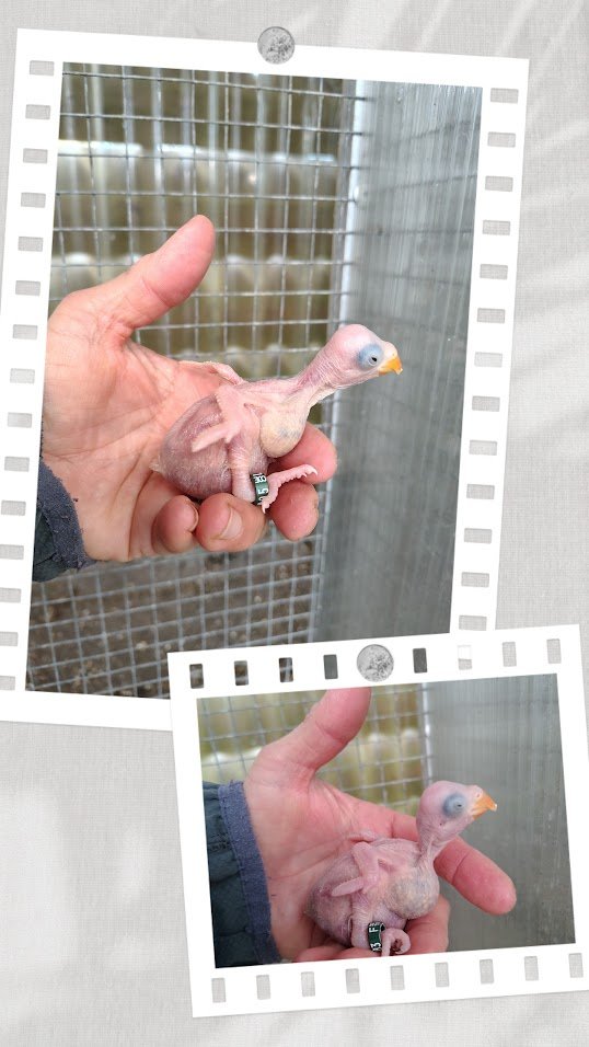 18 mars 2 BB bagués