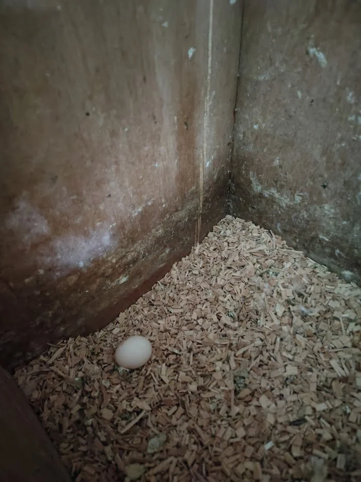 30 janvier: 1 er œuf