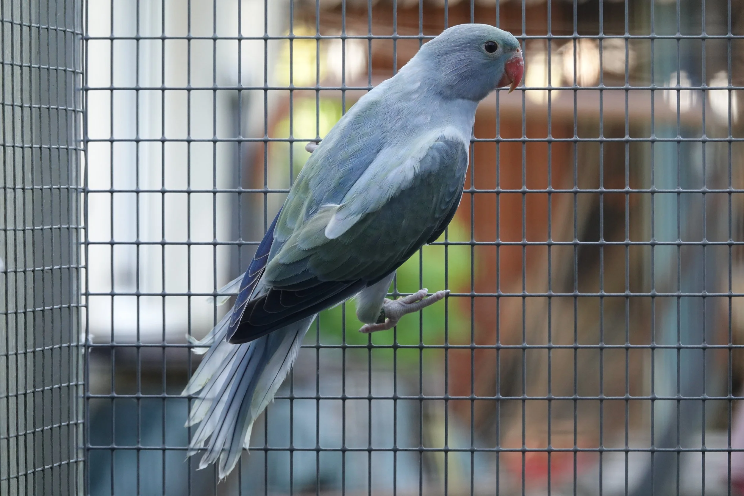 Mâle opaline cobalt turquoise/ cleartail