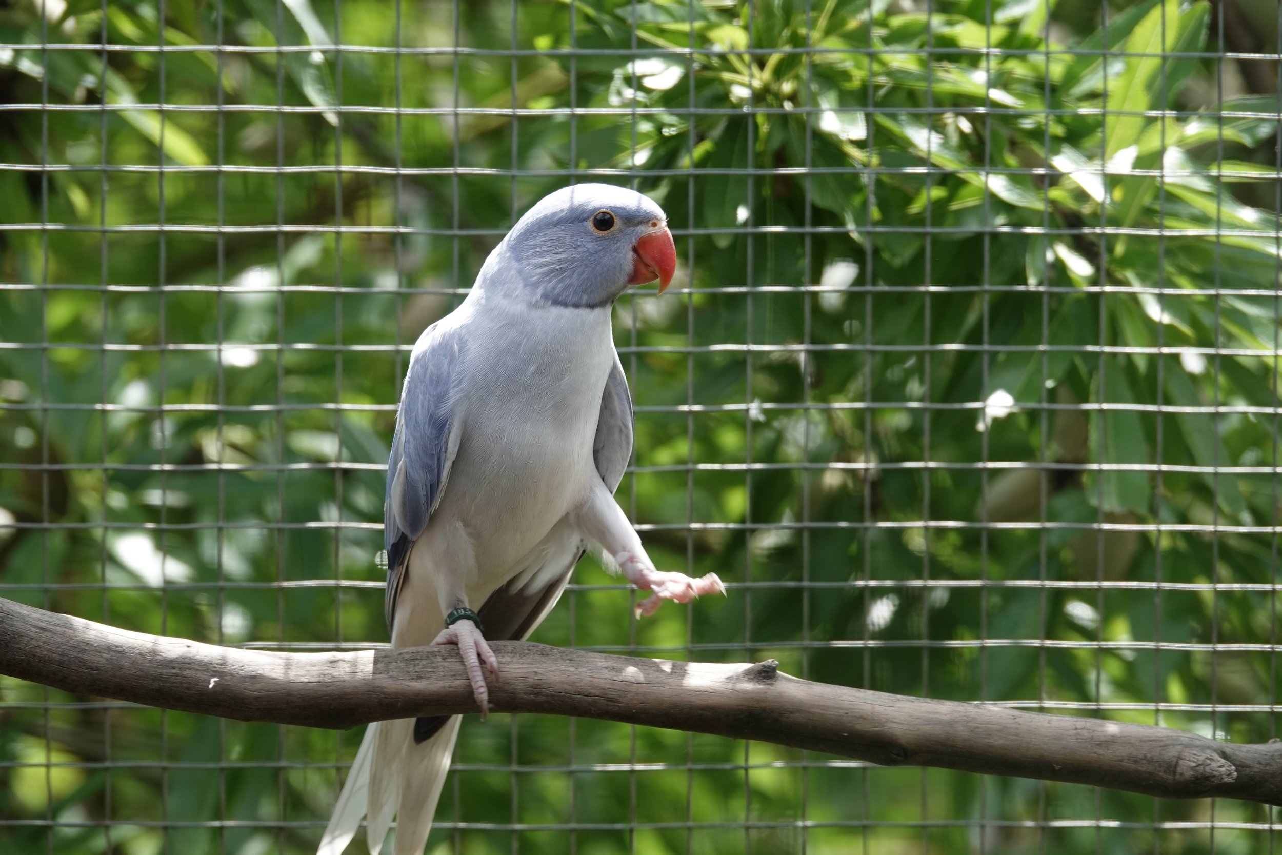 16 mai: Aphrodite fait sa 1ère sortie
femelle opaline cleartail cobalt violacé