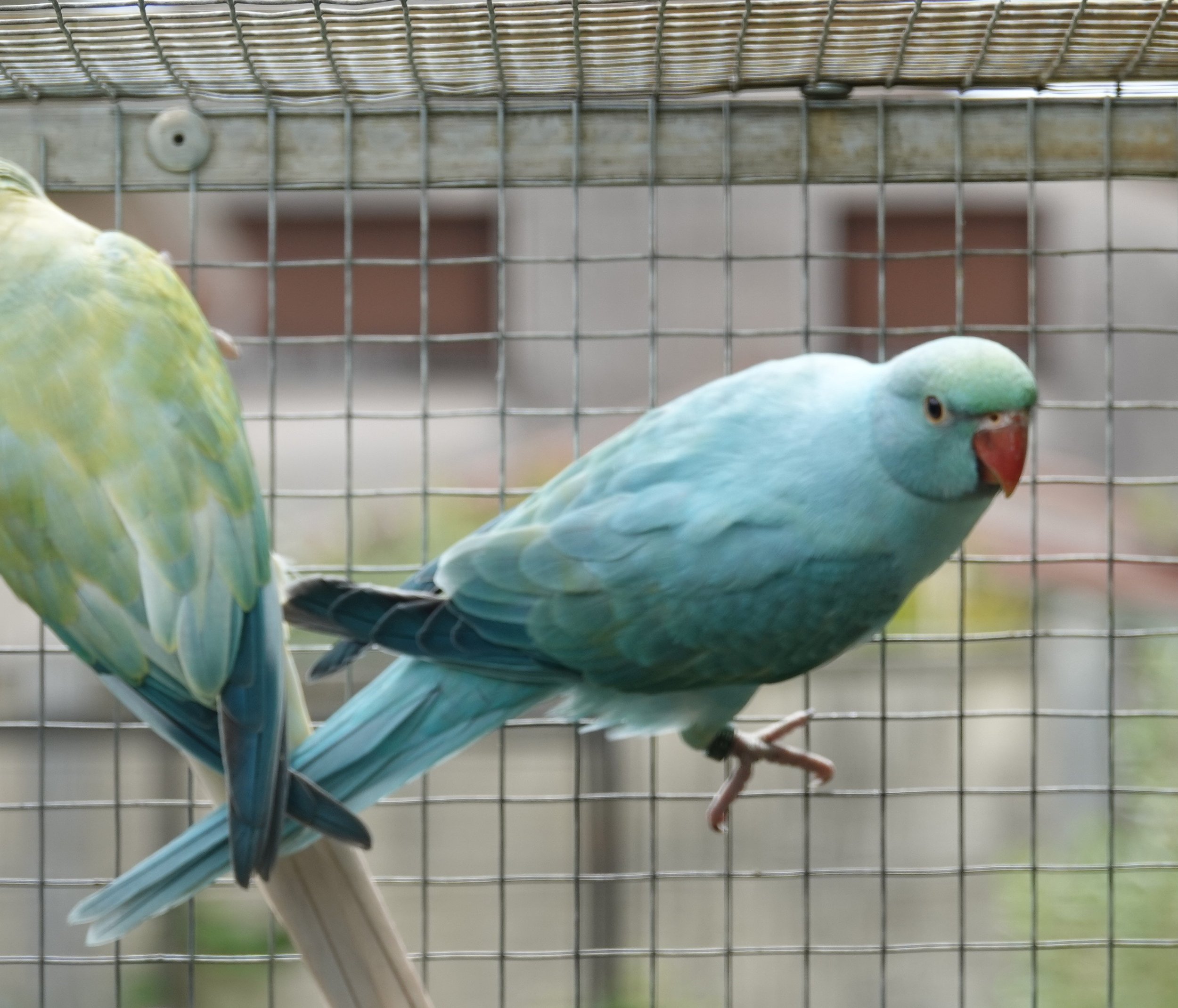Mâle opaline bleu turquoise / cleartail