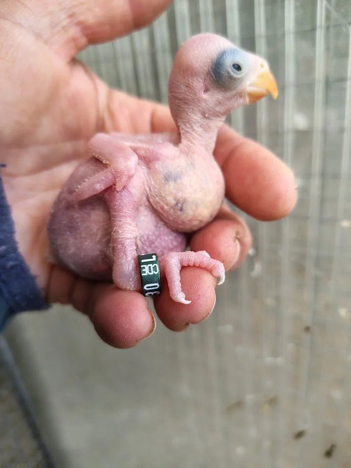 25 mars:  le 3 -ème est bagué