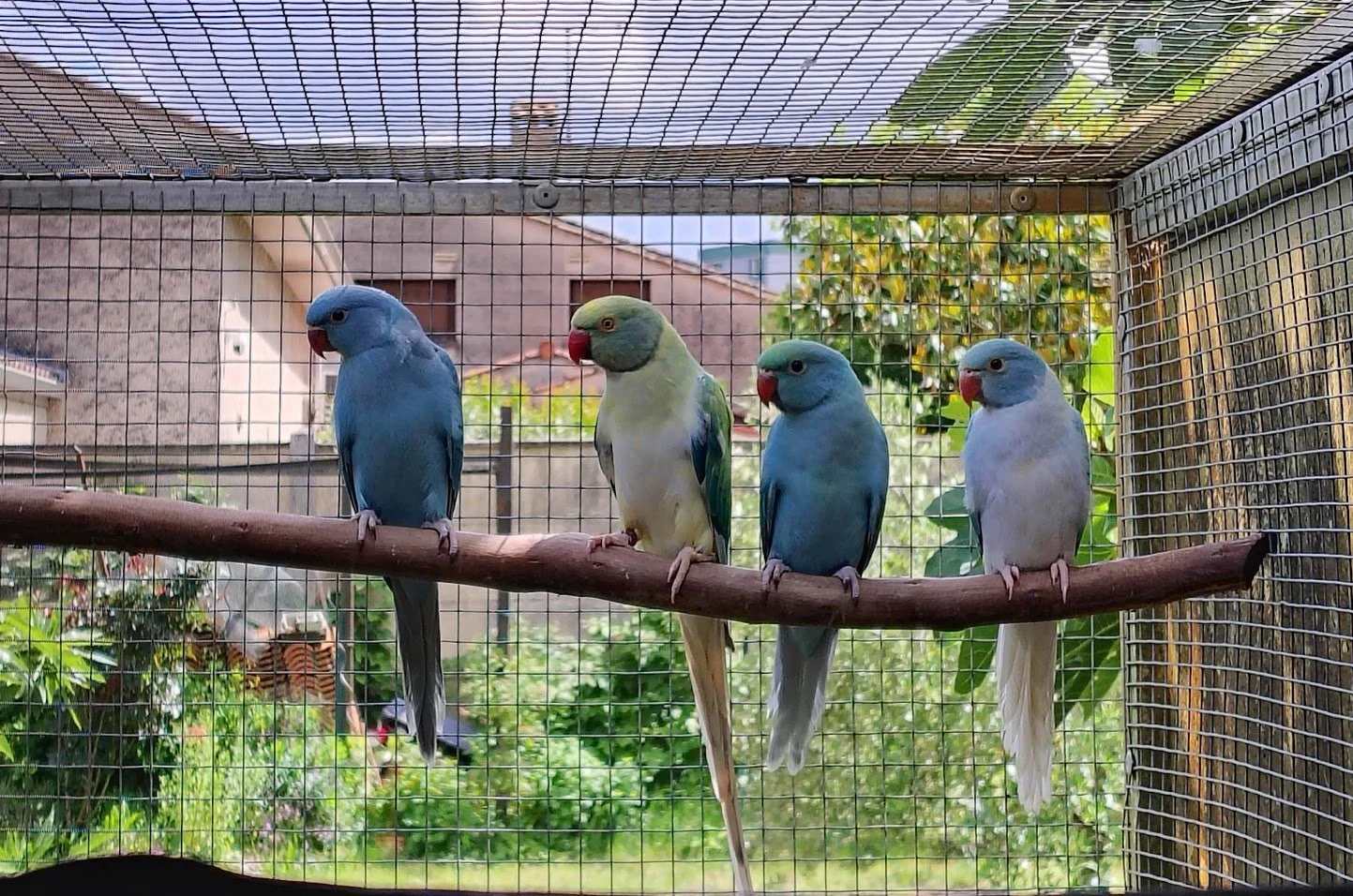 14 mai2026: une femelle bleue/CT, la mère, un mâle opaline bleu turquoise / CT et une femelle opaline CT  bleue turquoise, comme sa mère