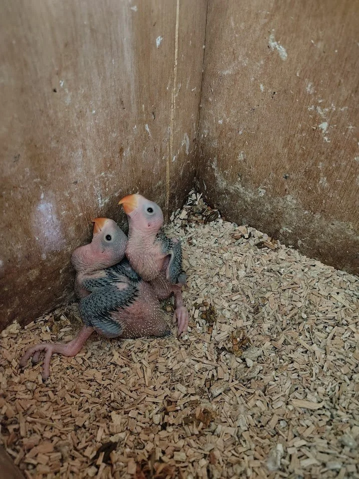 27 mars: début de la sortie des plumes