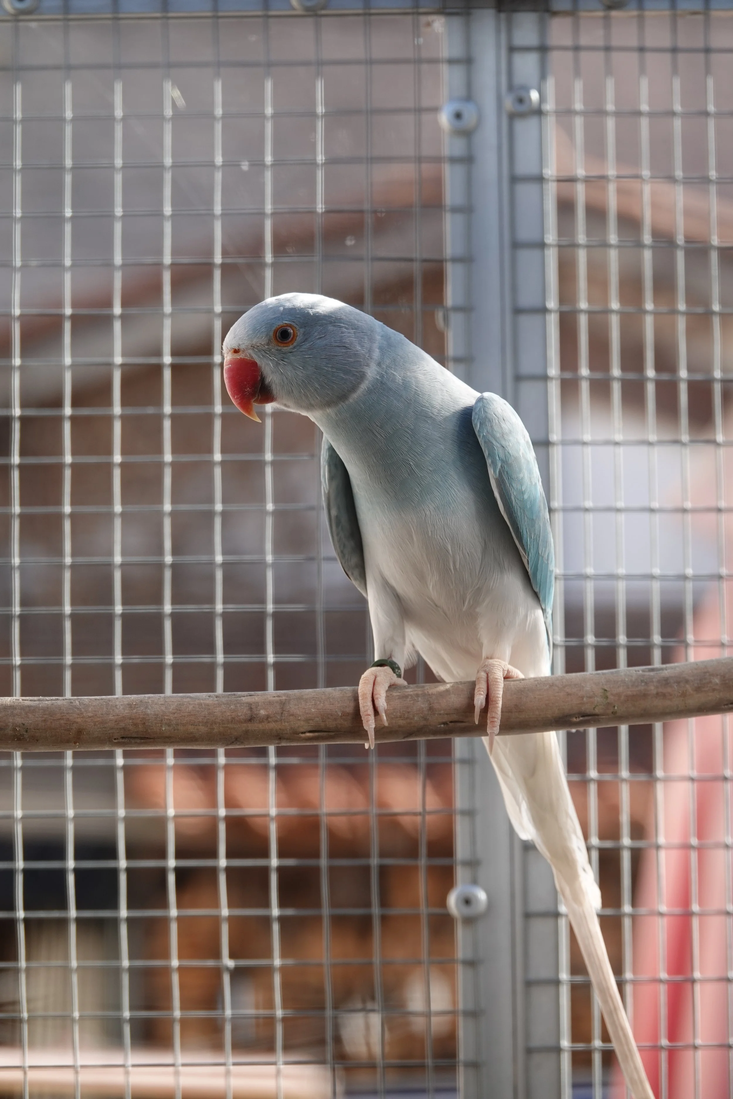 Mâle cleartail bleu/ opaline 350 euros