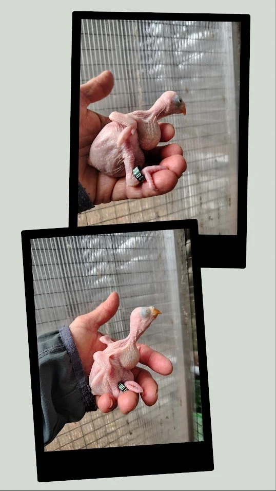 25 mars: les 2 BB sont bagués