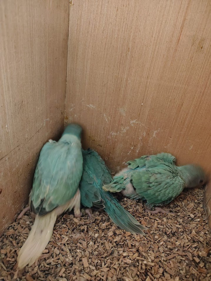 19 avril: 
de gauche à droite: 
-femelle opaline cleartail bleu turquoise,
-femelle  bleue porteuse de cleartail  
-mâle opaline bleu turquoise porteur de cleartail