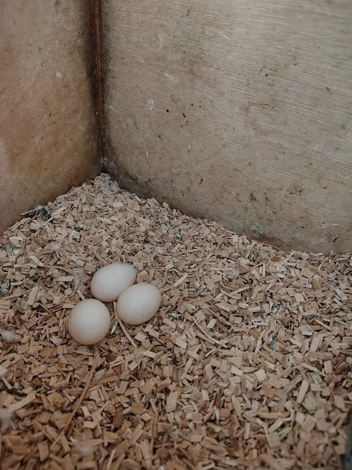 18 février: 3 œufs