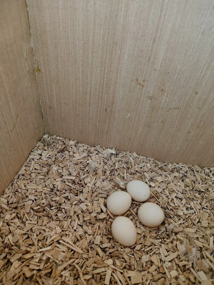 17 février: 4 œufs confirmés