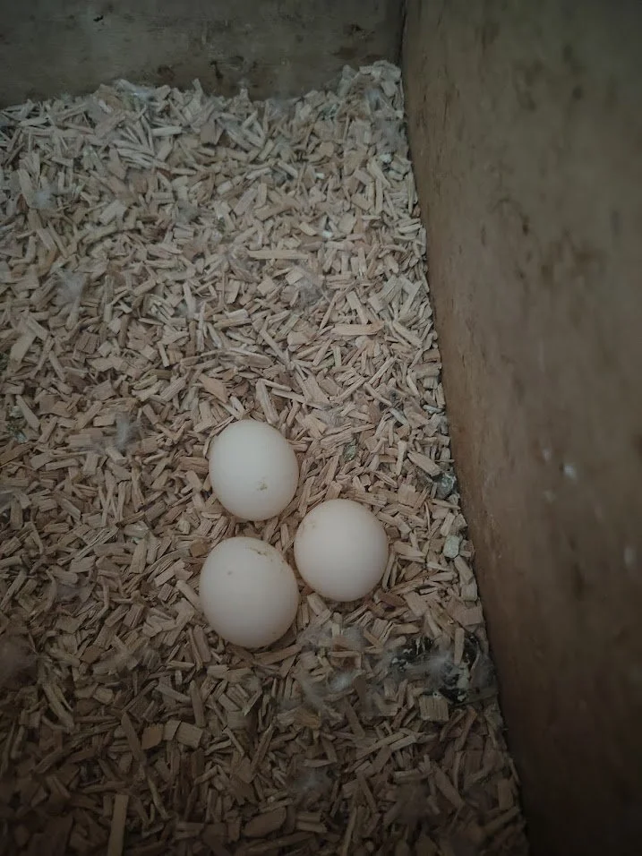 21 février: 3 œufs