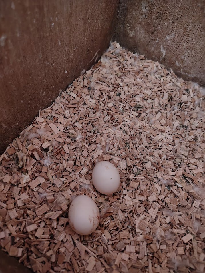 25 février: 2 œufs