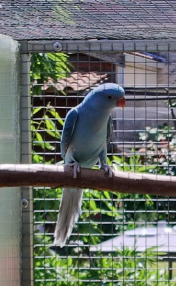 Femelle bleue porteuse de cleartail