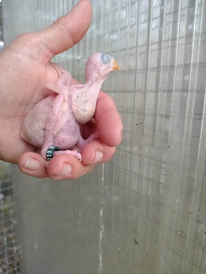 29 mars: 2ème BB bagué