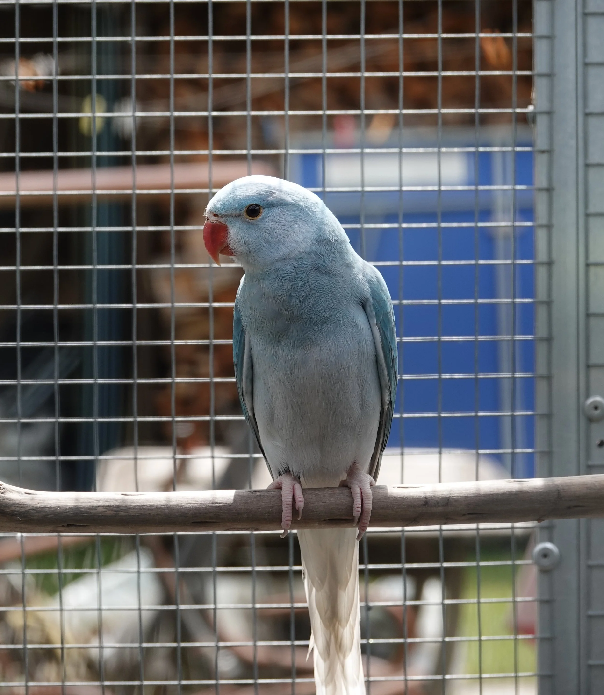 Mâle cleartail bleu/ opaline