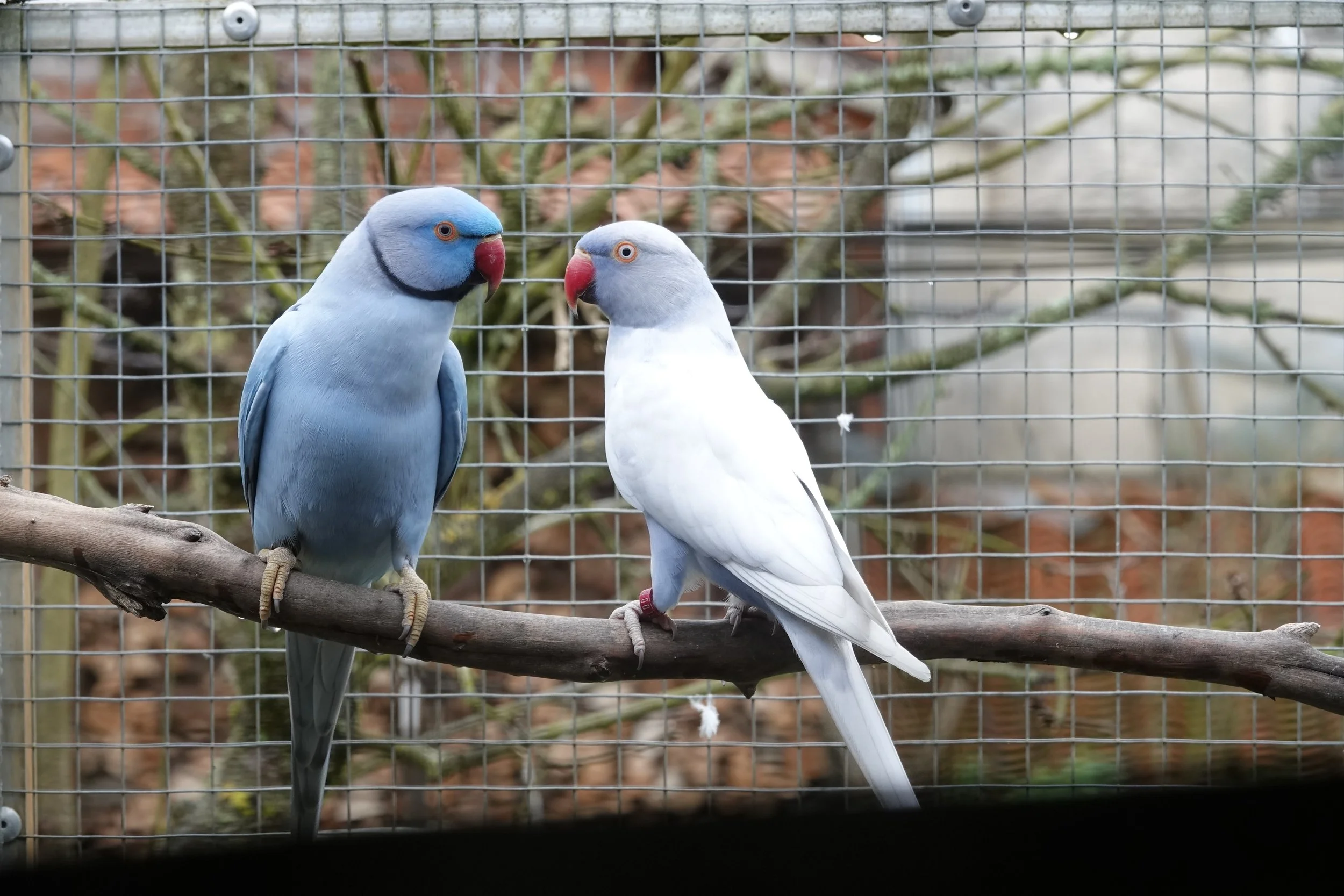 10 janvier: le nid est installé dans la volière de reproduction.