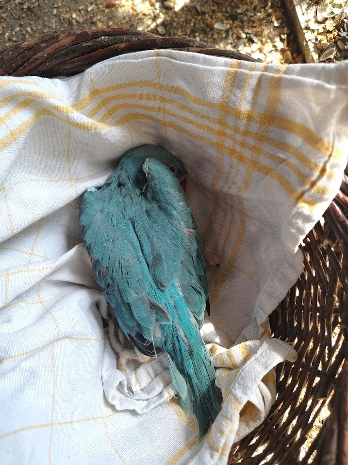 19 avril : bleu porteur de cleartail