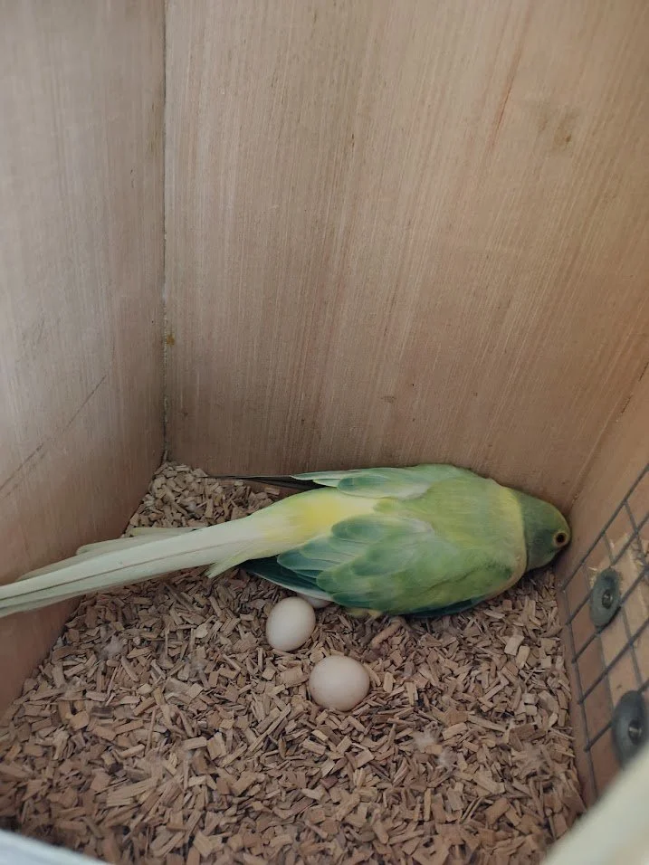 16 février: Phebe au nid avec ses œufs, 3 ou 4?