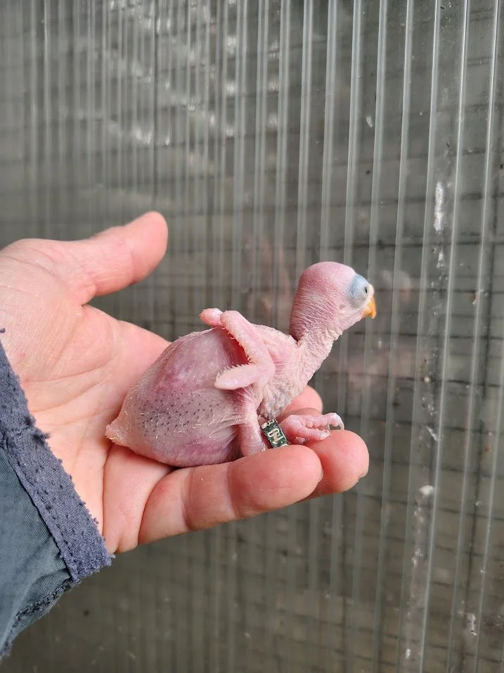 1 er avril: 3 ème bagué