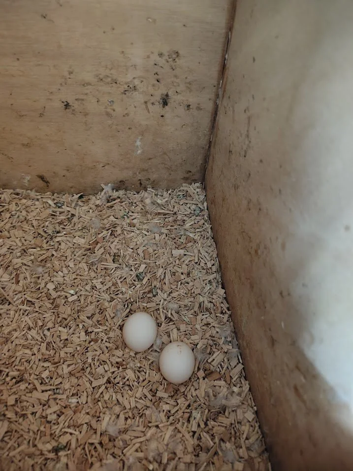 19 février: 2 œufs