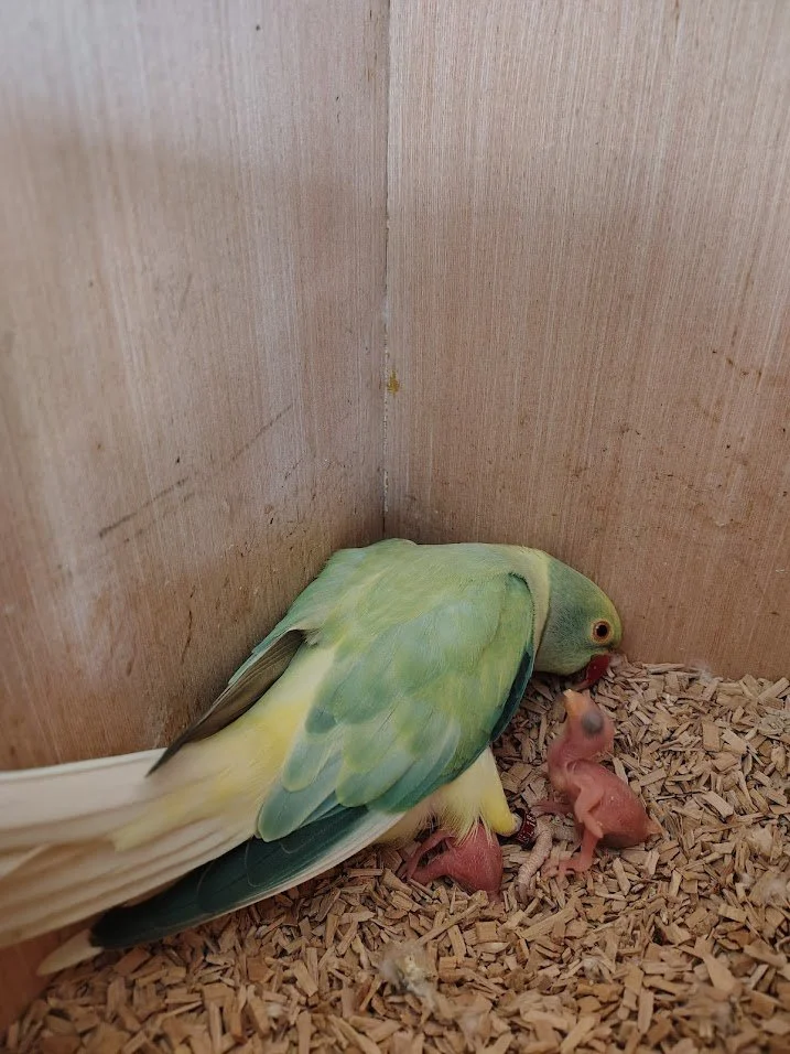 12 mars: 3 BB nés dont un  caché sous sa maman