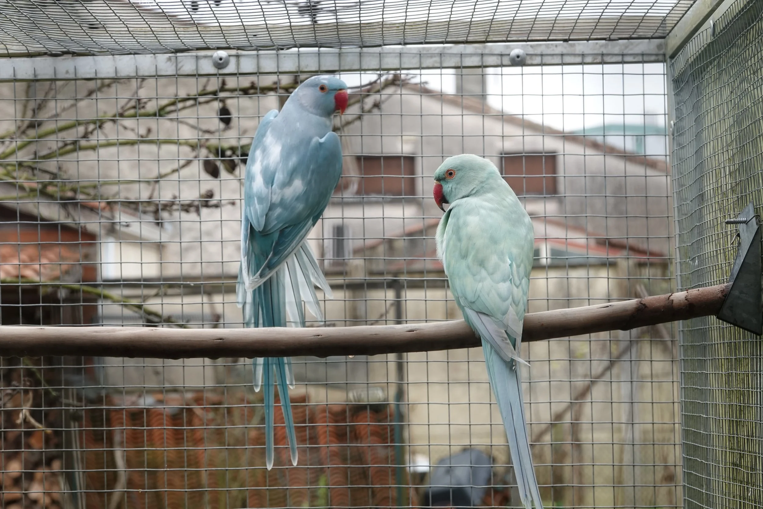 10 janvier: dans la volière de reproduction