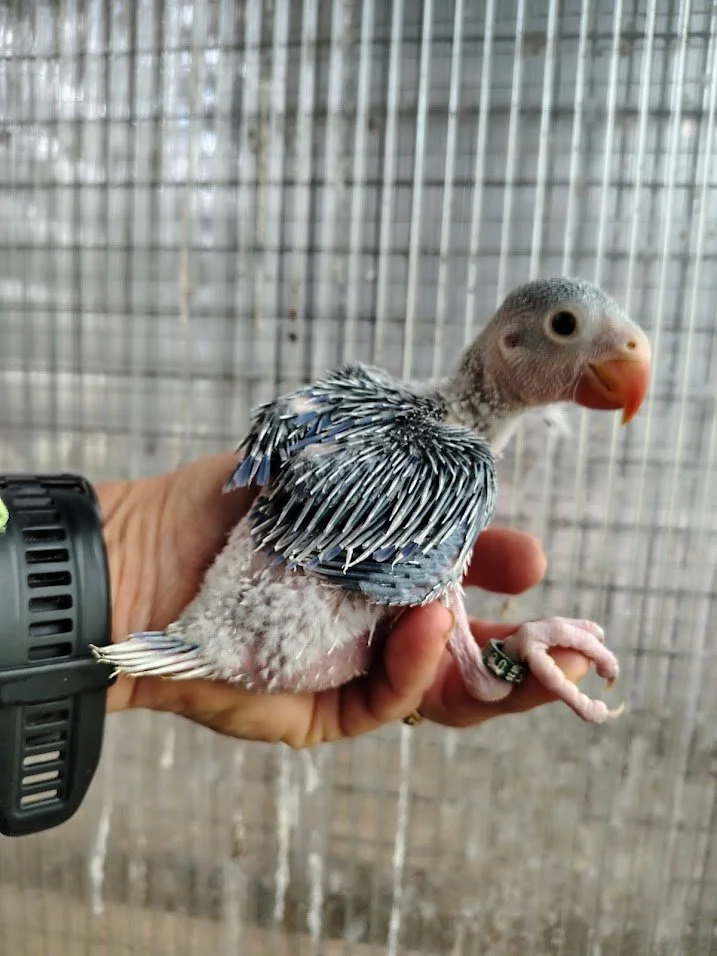 32 avril: un cleartail violet cobalt