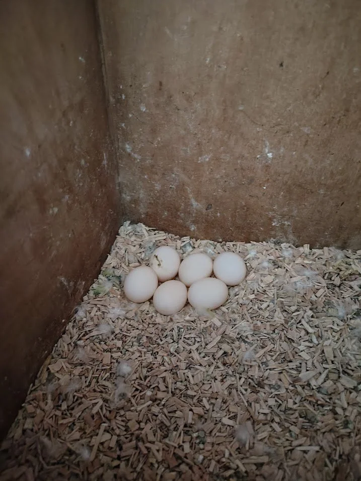 14 février; 6 œufs