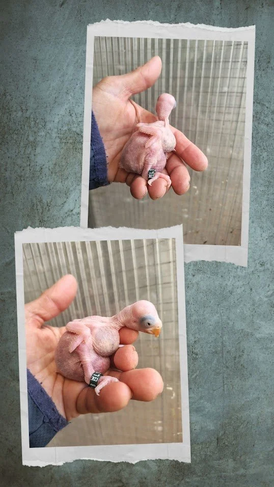 22 mars 2 BB bagués