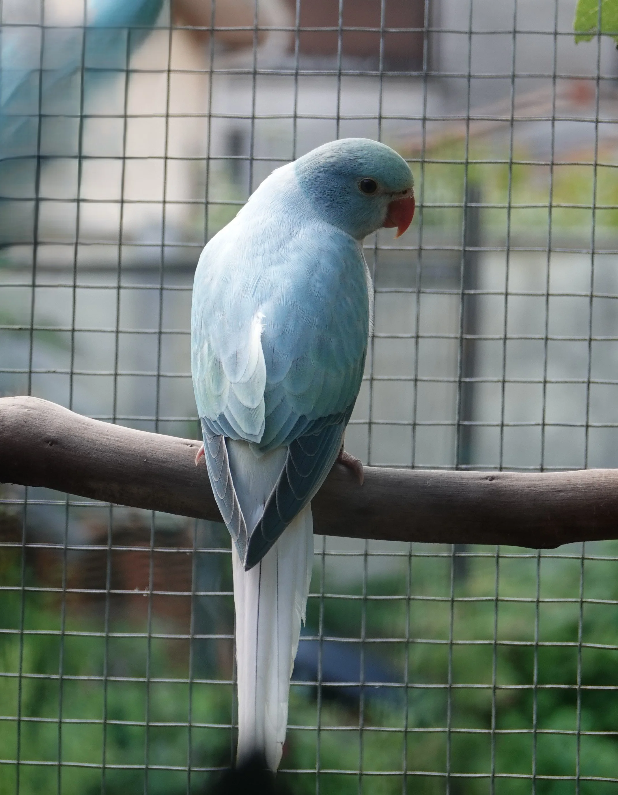 mai 2026: femelle opaline CT bleue turquoise