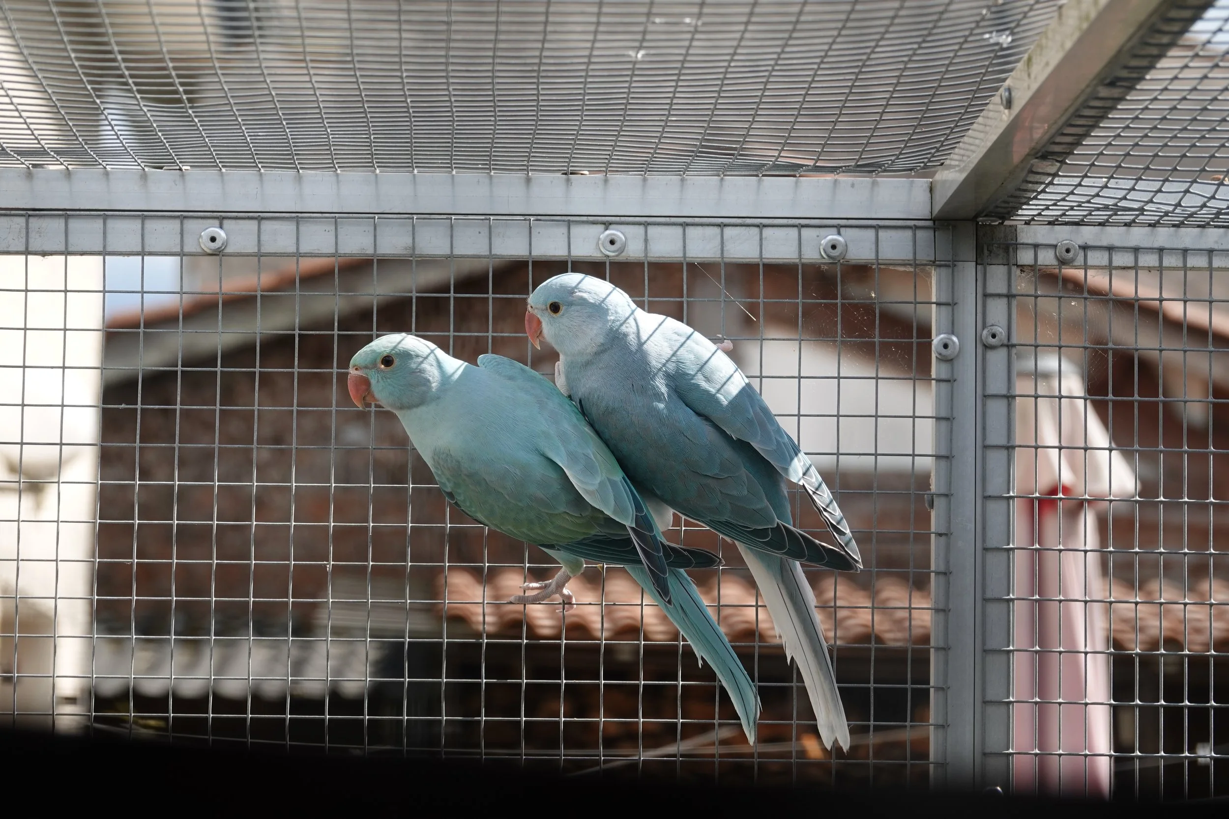 12 mai 2026: mâle CT bleu/ opaline avec sa sœur opaline bleue turquoise / CT