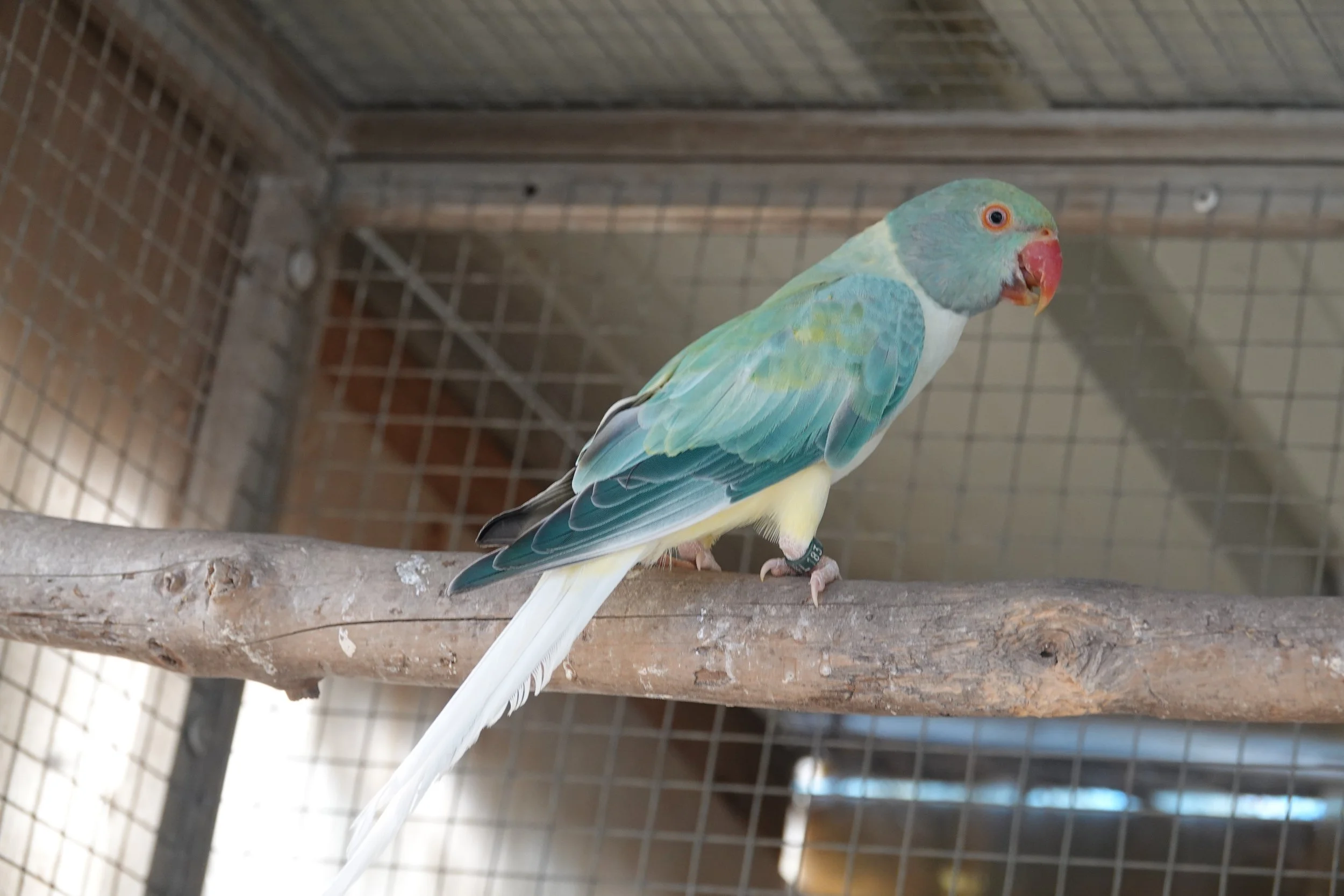 Femelle opaline cleartail bleue turquoise 700 euros