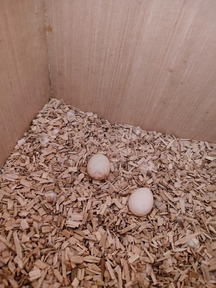 12 février: 2 œufs