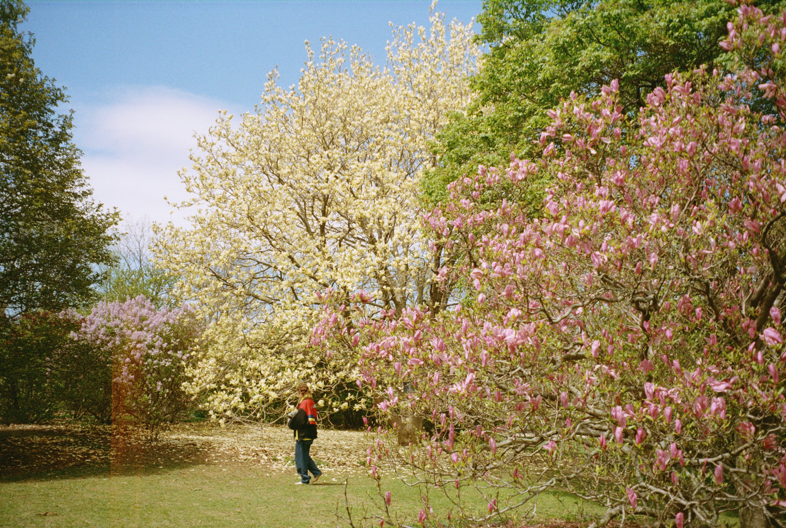 MagnoliaSeason.jpg