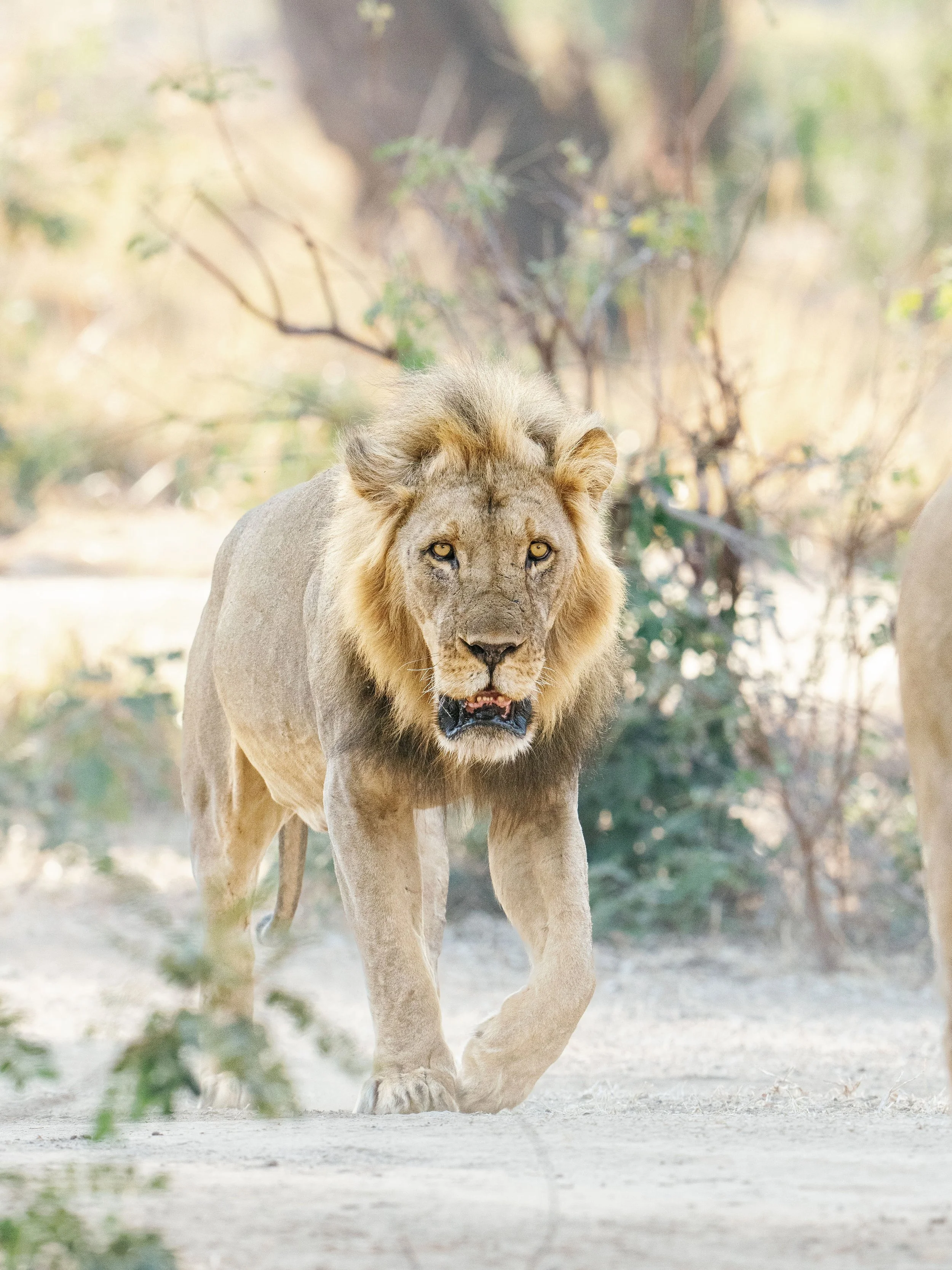 A lion walking on a dirt path in a natural environment with trees in the background.