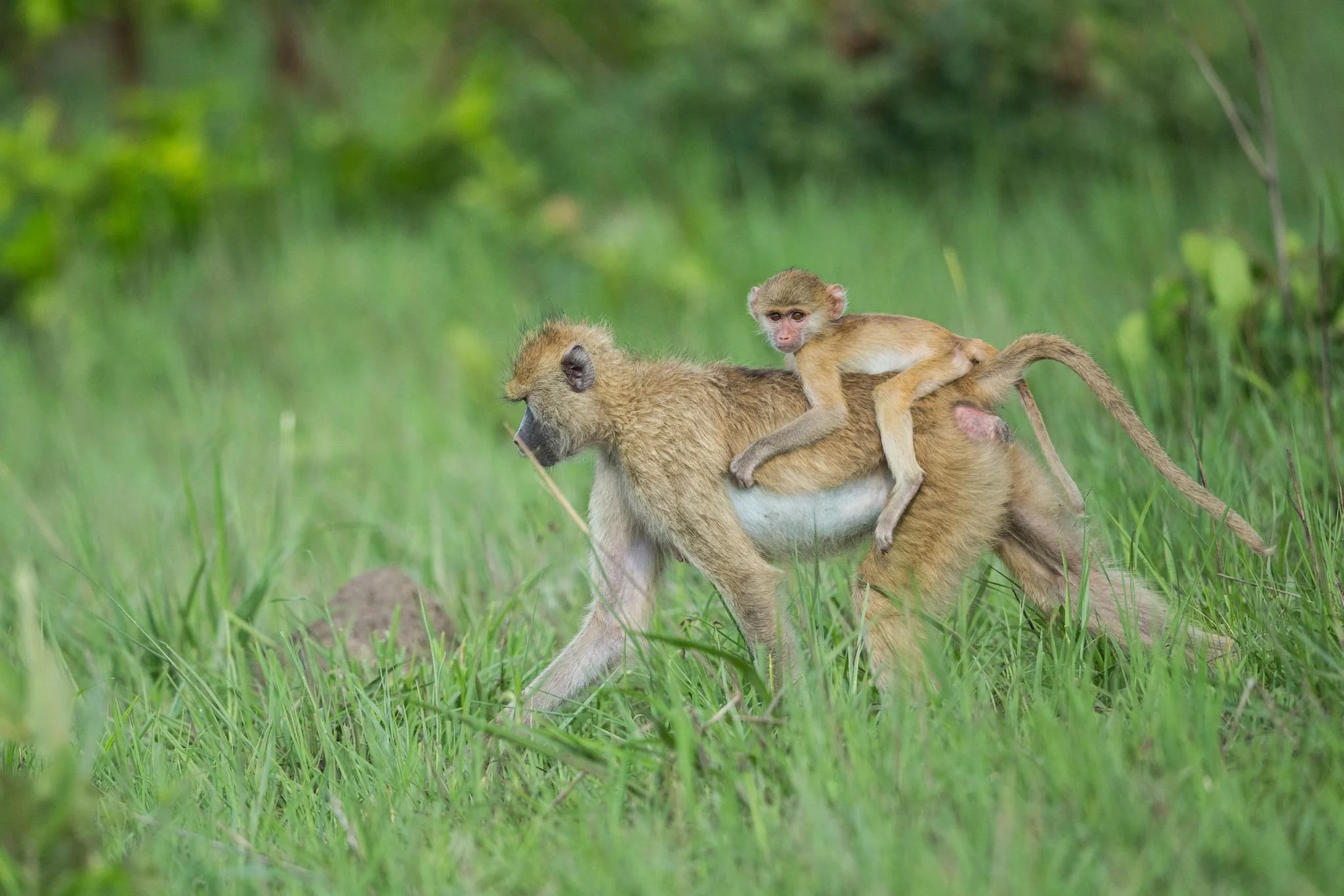 A monkey riding on the back of a larger animal, possibly a baboon, in a grassy, forested area.