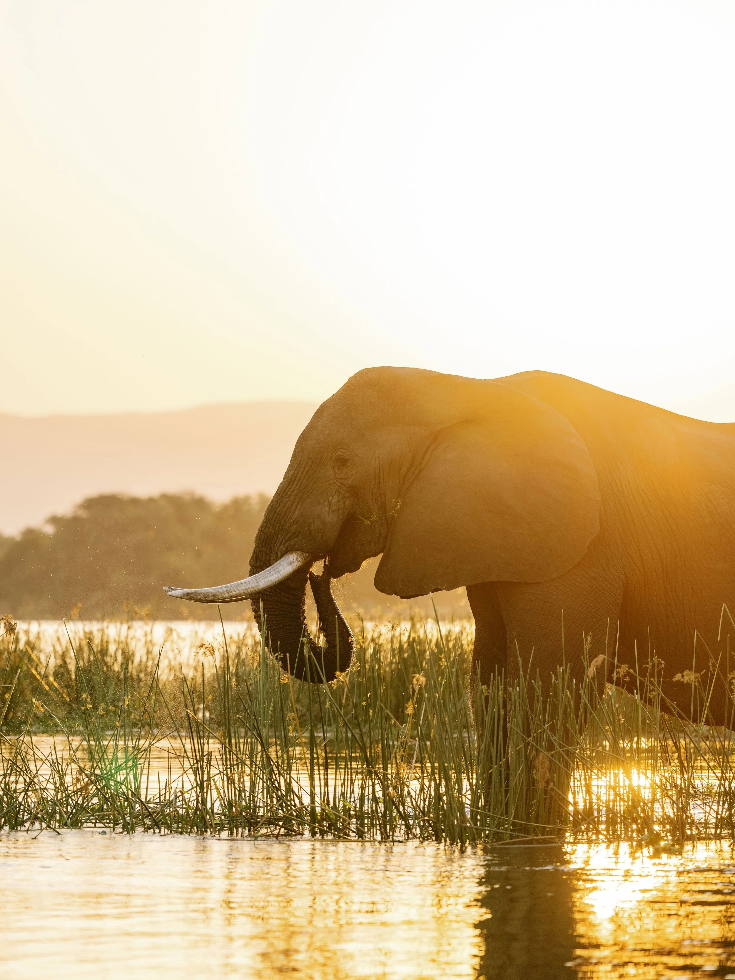 An elephant standing in water at sunset with tall grass and trees in the background.
