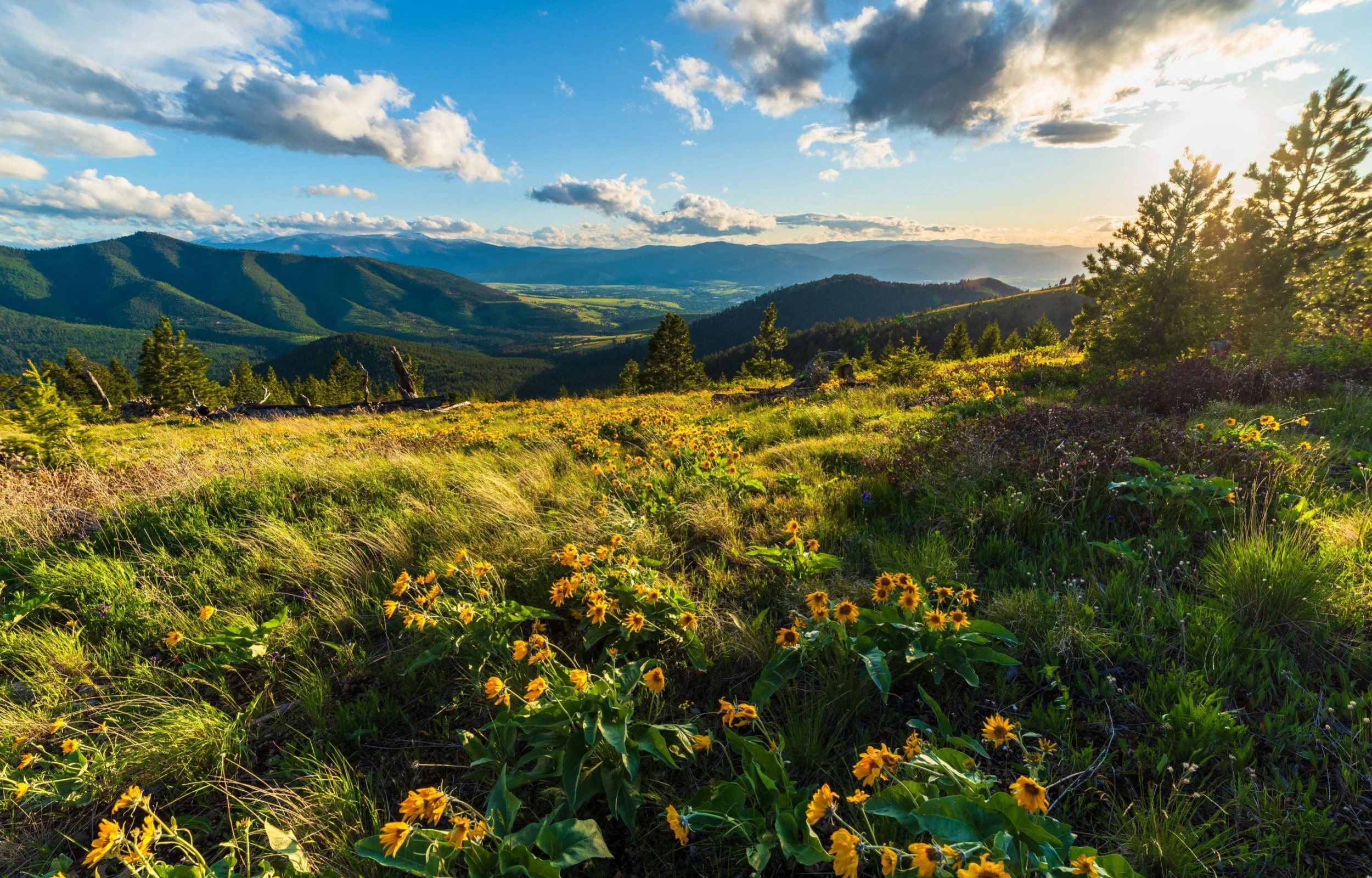 Open landscape of a field of wildflowers, rolling hills, and distant mountains under a partly cloudy sky with sunlight.