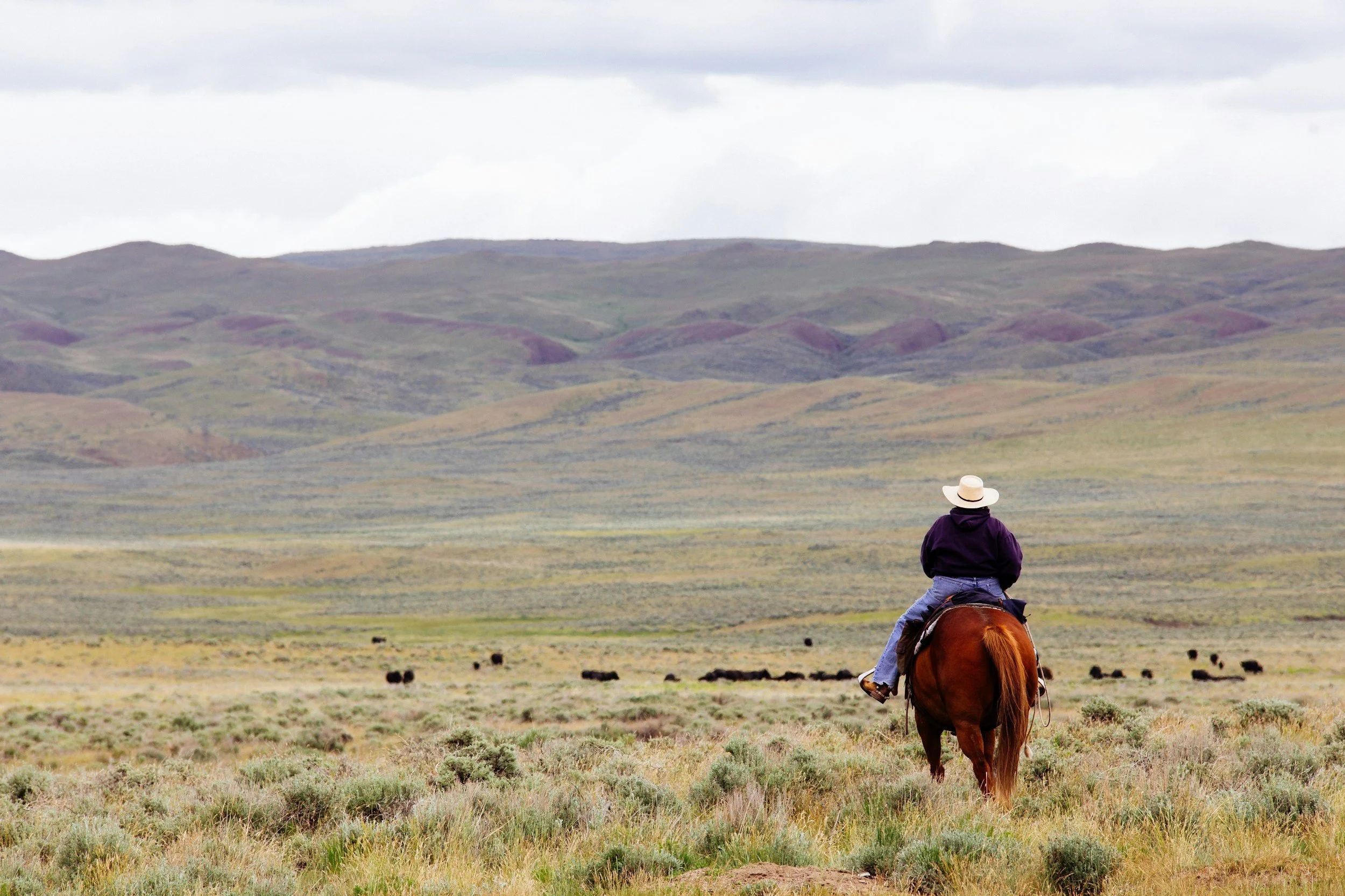 A person riding a horse in a vast open field with rolling hills and mountains in the background, under a cloudy sky.