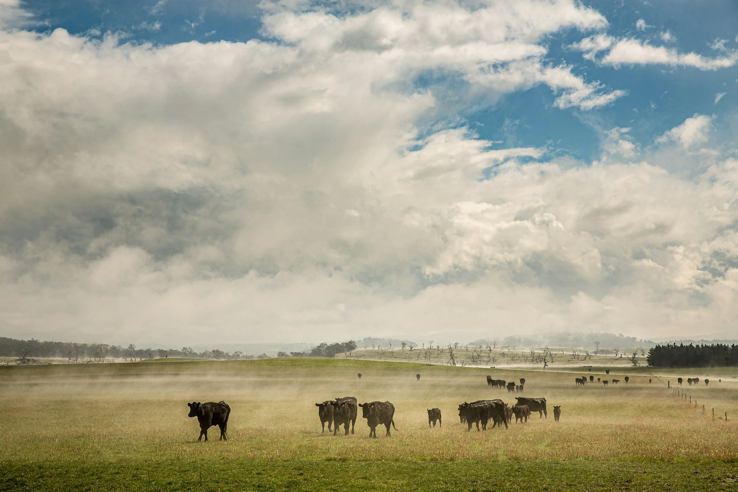 A wide open grassland with a herd of cows grazing and walking. In the background, there are trees and a partly cloudy sky with some blue sky showing.