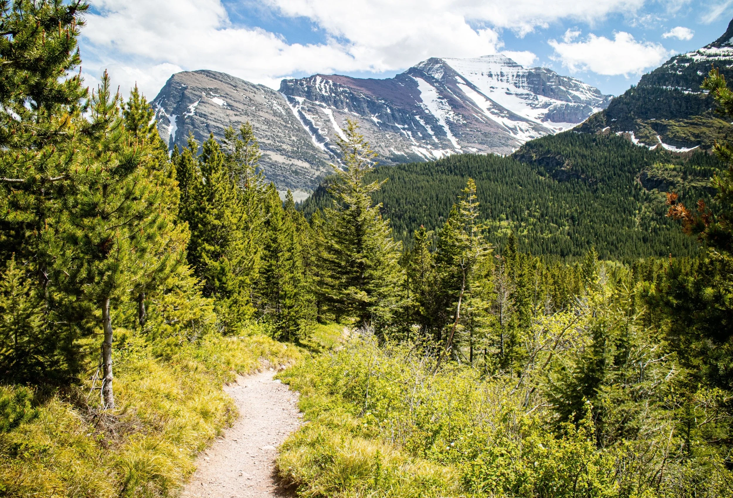 A scenic mountain landscape with a dirt trail through a forest of green pine trees, snow-capped peaks in the background, and a partly cloudy sky.